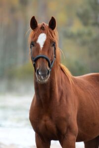 Entzündungshemmer Pferd