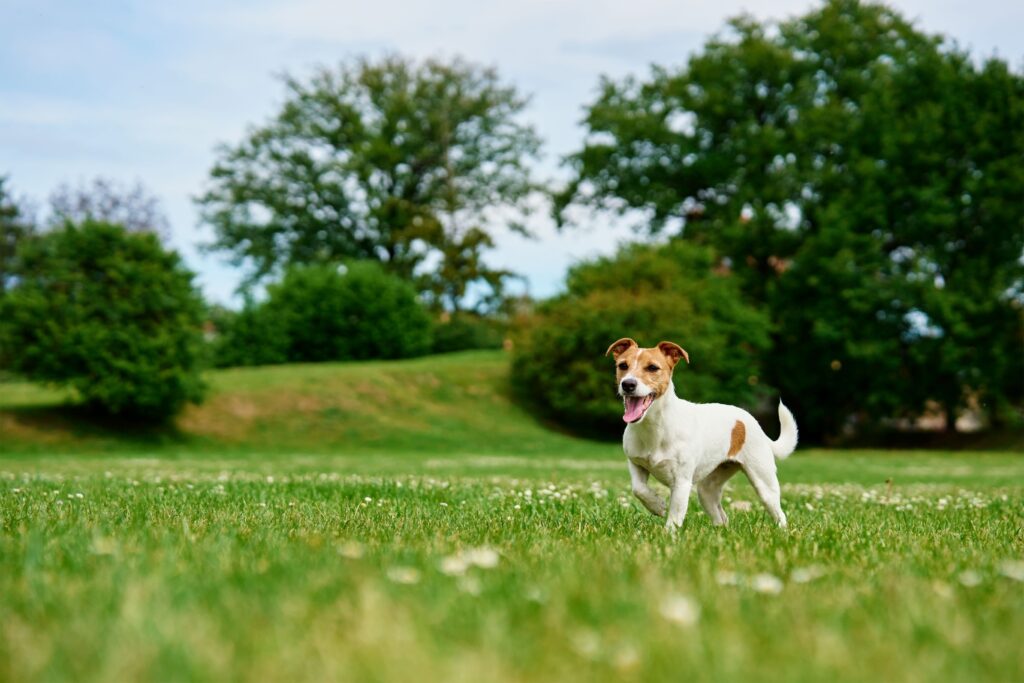 Hund Hot Spot