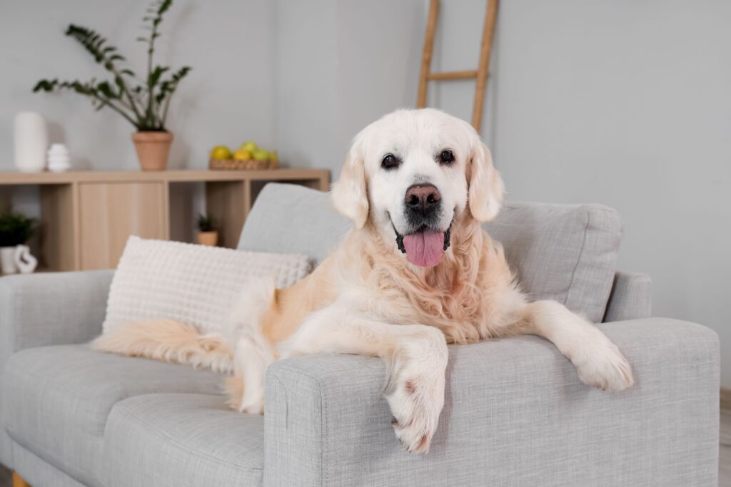 Hundeauge entzündet