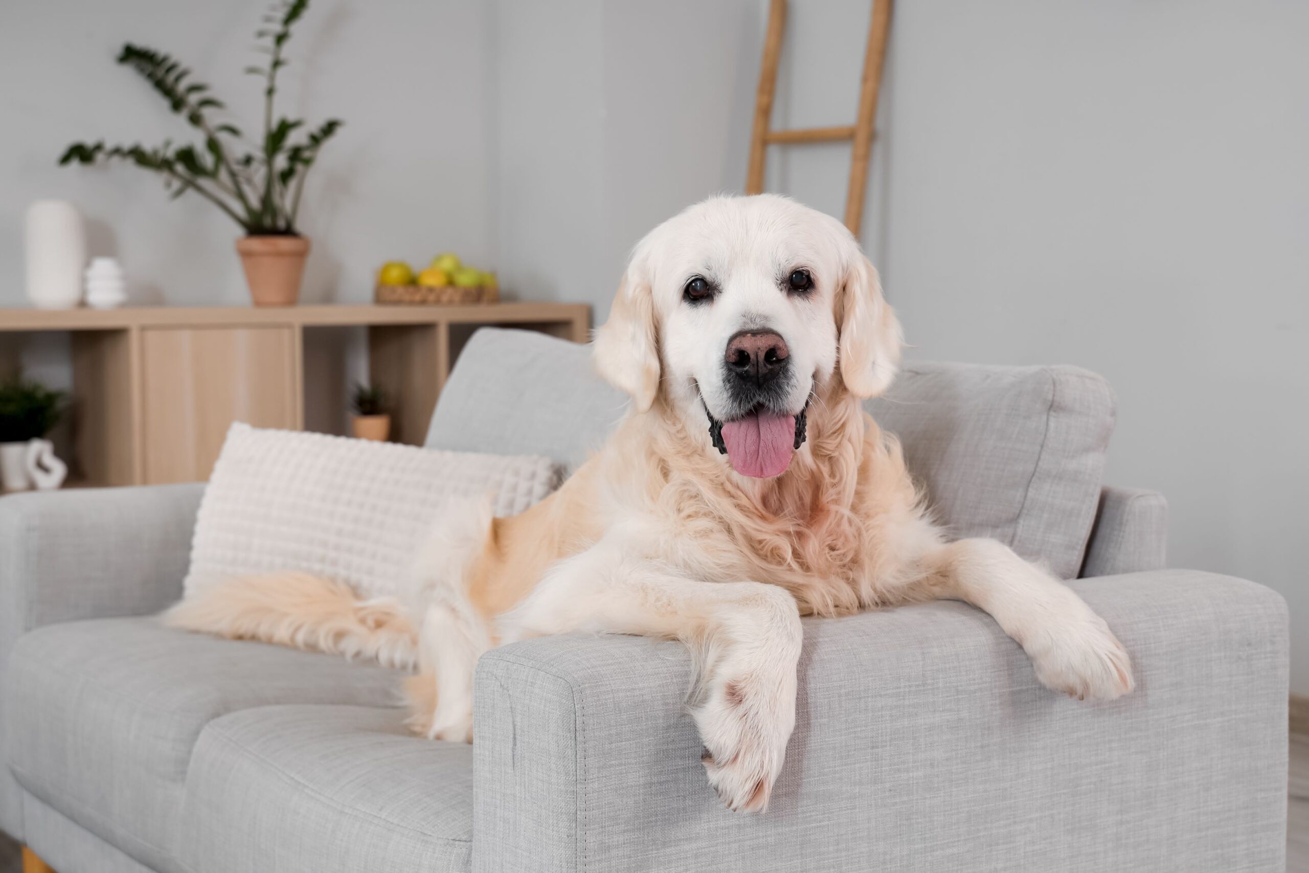 Hundeauge entzündet
