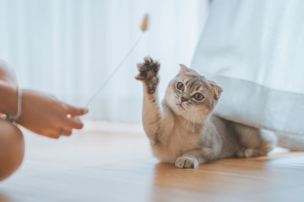 katze bindehautentzündung