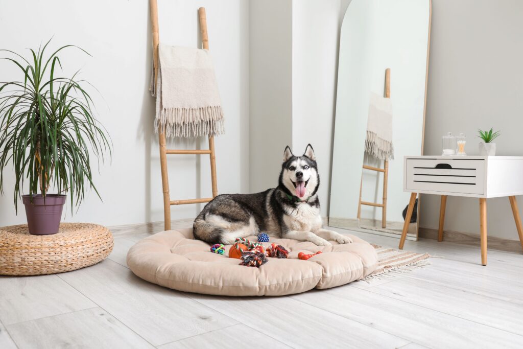 Malassezien Hund