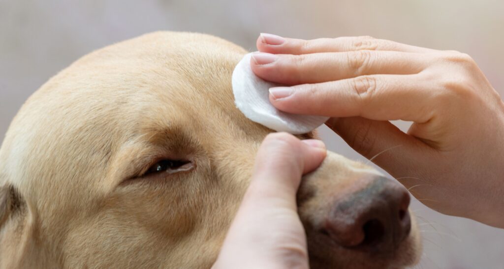 geschwollenes Auge Hund