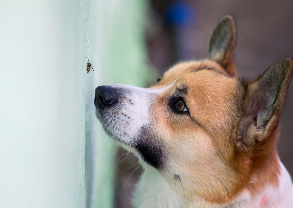 Hund Bienenstich