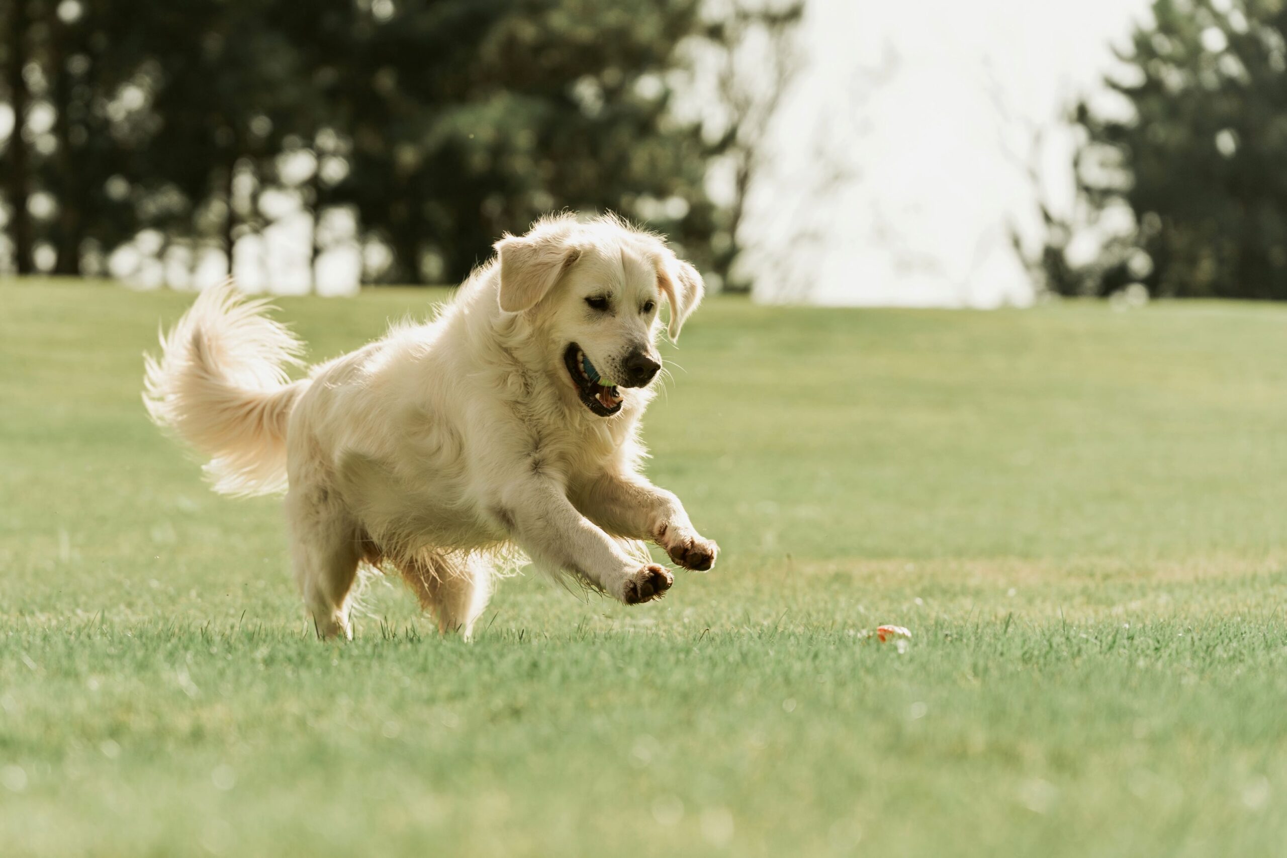Pilz Beim Hund Ansteckend Für Menschen